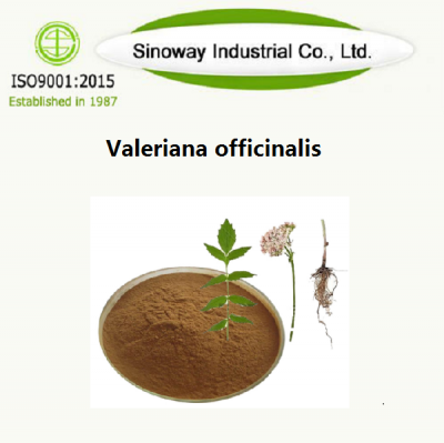 Valeriana officinalis proveedor -Sinoway